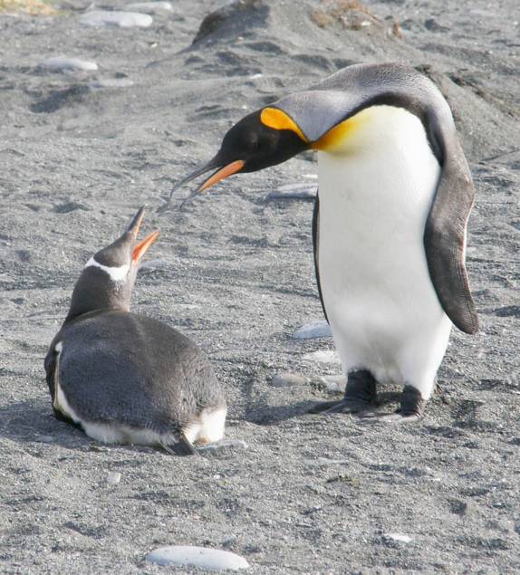 Pinguins das espécies gentoo e rei parecem discutir na praia de Ocean Harbour, na Geórgia do Sul (foto de Melissa Bartlett)